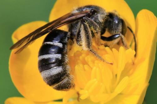 Lasioglossum leucozonium